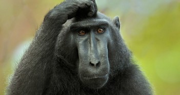 Aforhtoi Half A Million Ideas But All Alike